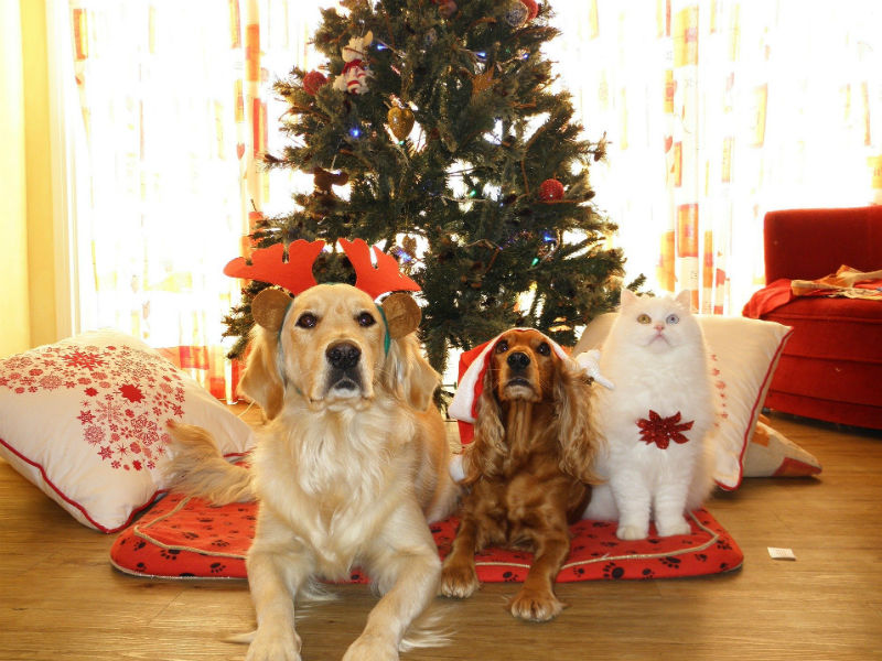 Uno de los trajes más buscados, de acuerdo a los dueños de locales de accesorios para las mascotas, son las faldas de Santa, de elfos, inclusive gorritos y pijamas con decoraciones de renos navideños.